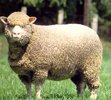 Ποια είναι η καλύτερη ποιότητα μαλλί Merino;